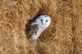 Barn owl in a hay bale Royalty Free Stock Photo