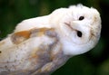 Barn Owl - Hedwig Royalty Free Stock Photo