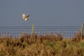 Barn Owl hunting at Elmley Marshes Royalty Free Stock Photo