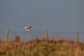 Barn Owl hunting at Elmley Marshes on a winter`s afternoon Royalty Free Stock Photo