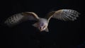 Barn owl hunting at night Royalty Free Stock Photo