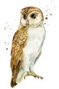 Barn, Owl On An Isolated White Background, Watercolor Illustration