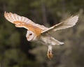 Barn Owl Juvenile Royalty Free Stock Photo
