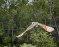 Barn Owl Juvenile