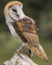 Barn Owl Juvenile