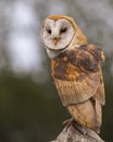 Barn Owl Juvenile