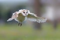 Barn owl juvenile taking his first flying lessons