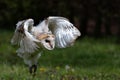 Barn owl juvenile taking his first flying lessons