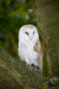 Barn owl kingsbury water park warwickshire midlands england