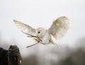 Barn Owl Landing Royalty Free Stock Photo