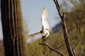 Barn Owl Landing