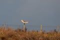 Barn Owl on a fence post at Elmley Marshes on a winter`s afternoon Royalty Free Stock Photo