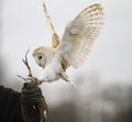 Barn Owl Landing on Glove Royalty Free Stock Photo