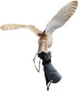 Barn Owl Landing on a Glove