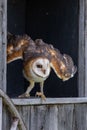 a barn owl landing on an old window sill in the open Royalty Free Stock Photo