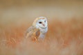 Barn Owl in light grass, clear foreground and background, Czech republic