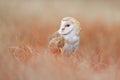 Barn Owl in light grass, clear foreground and background, Czech republic. Wildlife scene from nature. White bird hidden in the nat