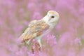 Barn Owl in light pink bloom, clear foreground and background, Great Britain. Wildlife spring art scene from nature with bird. Royalty Free Stock Photo