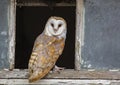 Barn Owl on the look out Royalty Free Stock Photo