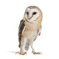 Barn Owl Looking away, Tyto alba, standing, isolated on white Royalty Free Stock Photo