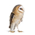 Barn Owl looking away, Tyto alba, standing, isolated Royalty Free Stock Photo