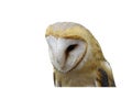 Barn owl looking at camera, Tyto alba, single on white Royalty Free Stock Photo