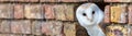 Barn Owl Looking Out of a Hole in a Wall Panorama Royalty Free Stock Photo