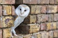 Barn Owl Looking Out of a Hole in a Wall Royalty Free Stock Photo