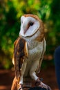 Barn Owl Looking to the Side