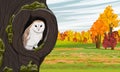 A barn owl looks out from the hollow of an old mossy tree Royalty Free Stock Photo