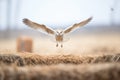 barn owl in mid-hover over a hay bale Royalty Free Stock Photo