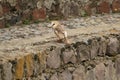 Barn Owl - Parque de Condor