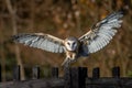 The barn owl is the most widely distributed species of owl and one of the most widespread of all birds.