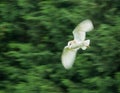 Barn Owl with motion blur