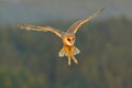 Barn Owl, nice light bird in flight, in the grass, outstretched wings, action wildlife scene from nature, United Kingdom . Forest