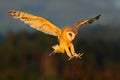 Barn Owl, nice light bird in flight, in the grass, outstretched wins, action wildlife scene from nature, United Kingdom Royalty Free Stock Photo