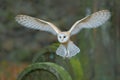 Barn owl with nice wings landing on headstone. Owl in the habitat. Action wildlife scene from Europe. Flying bird in the forest. Royalty Free Stock Photo