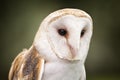 Barn Owl