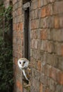 Barn owl peering out from old barn Royalty Free Stock Photo