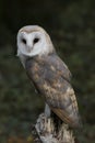 Barn owl on a perch