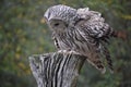 Barn Owl landing on perch looking down