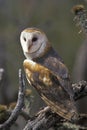 Barn Owl perched Royalty Free Stock Photo