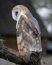 Barn Owl Perched on Branch in Profile Royalty Free Stock Photo