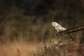 Barn owl perched on the edge of a wooden construction in a rural setting Royalty Free Stock Photo