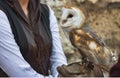 A barn owl perched on a falconer`s glove Royalty Free Stock Photo
