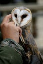 The barn owl gets caressed by the man Royalty Free Stock Photo