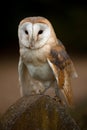 Barn Owl perched on a gravestone Royalty Free Stock Photo