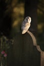 Barn owl perched on a gravestone. Royalty Free Stock Photo