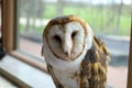 Barn owl perched indoors by a window, showcasing its intricate feather patterns and expressive eyes. Royalty Free Stock Photo