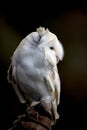Barn Owl perched on a leather glove. Royalty Free Stock Photo